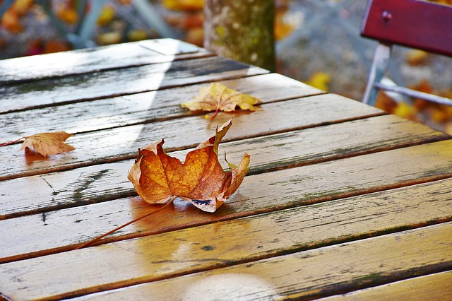 consejos para preparar tu jardin otoño y el invierno